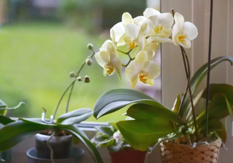 Orchid